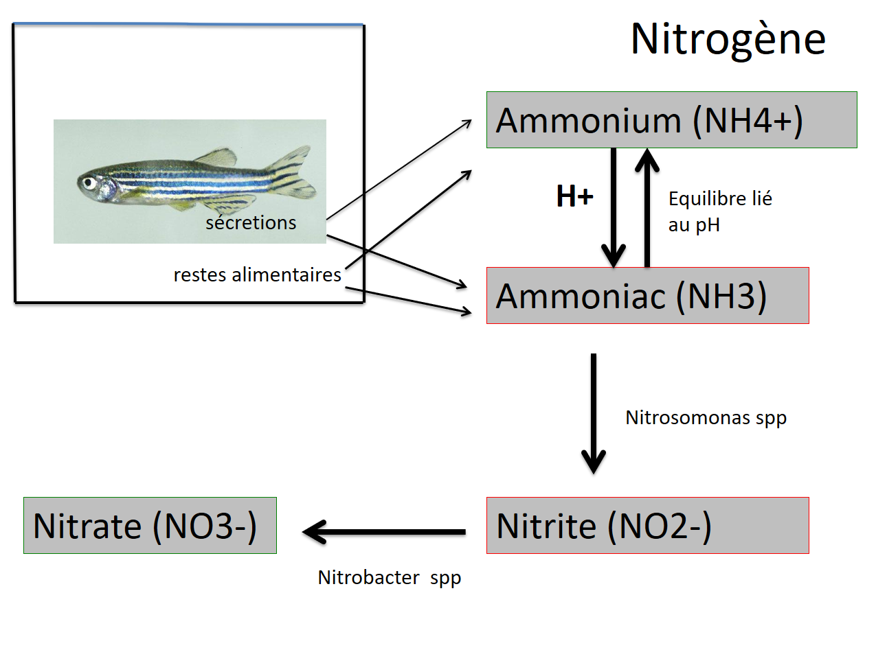 Nitrogene
